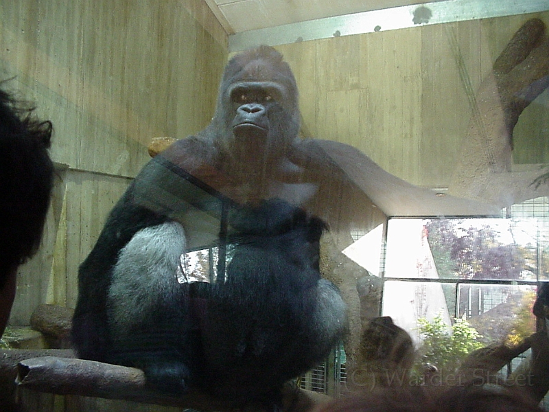 Gorilla 6.jpg